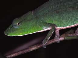 Image of Perinet chameleon