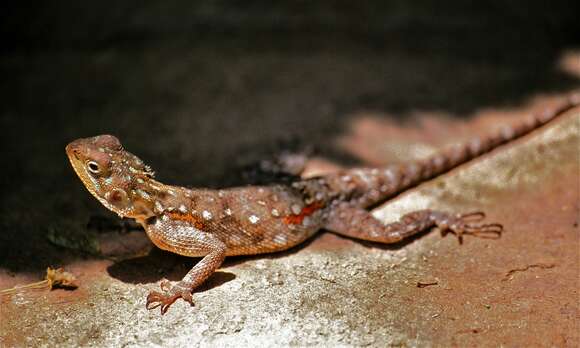 Image of Common agama