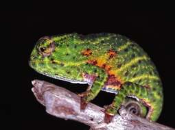 Image of Will's chameleon