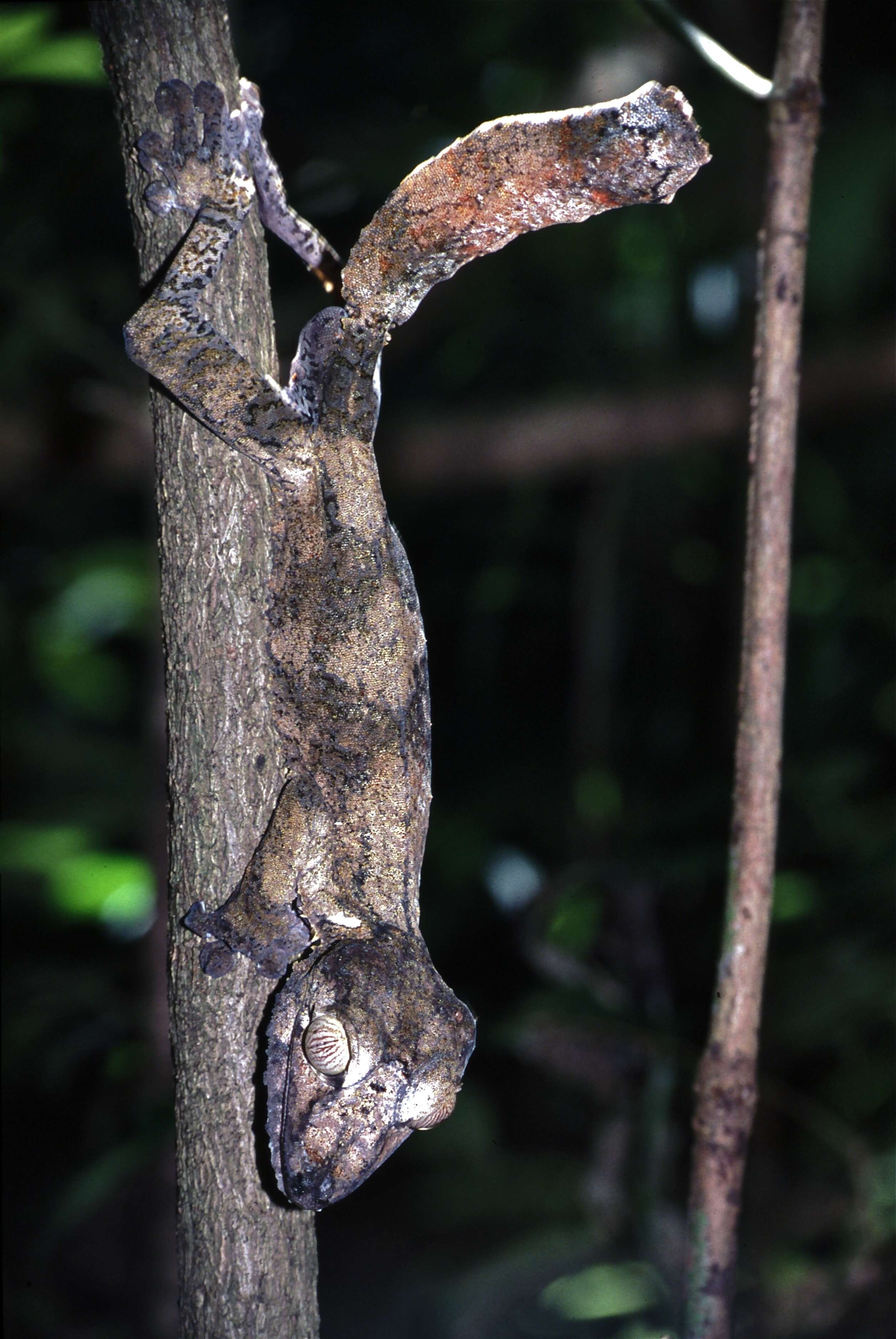 Image of Common Flat-tail Gecko