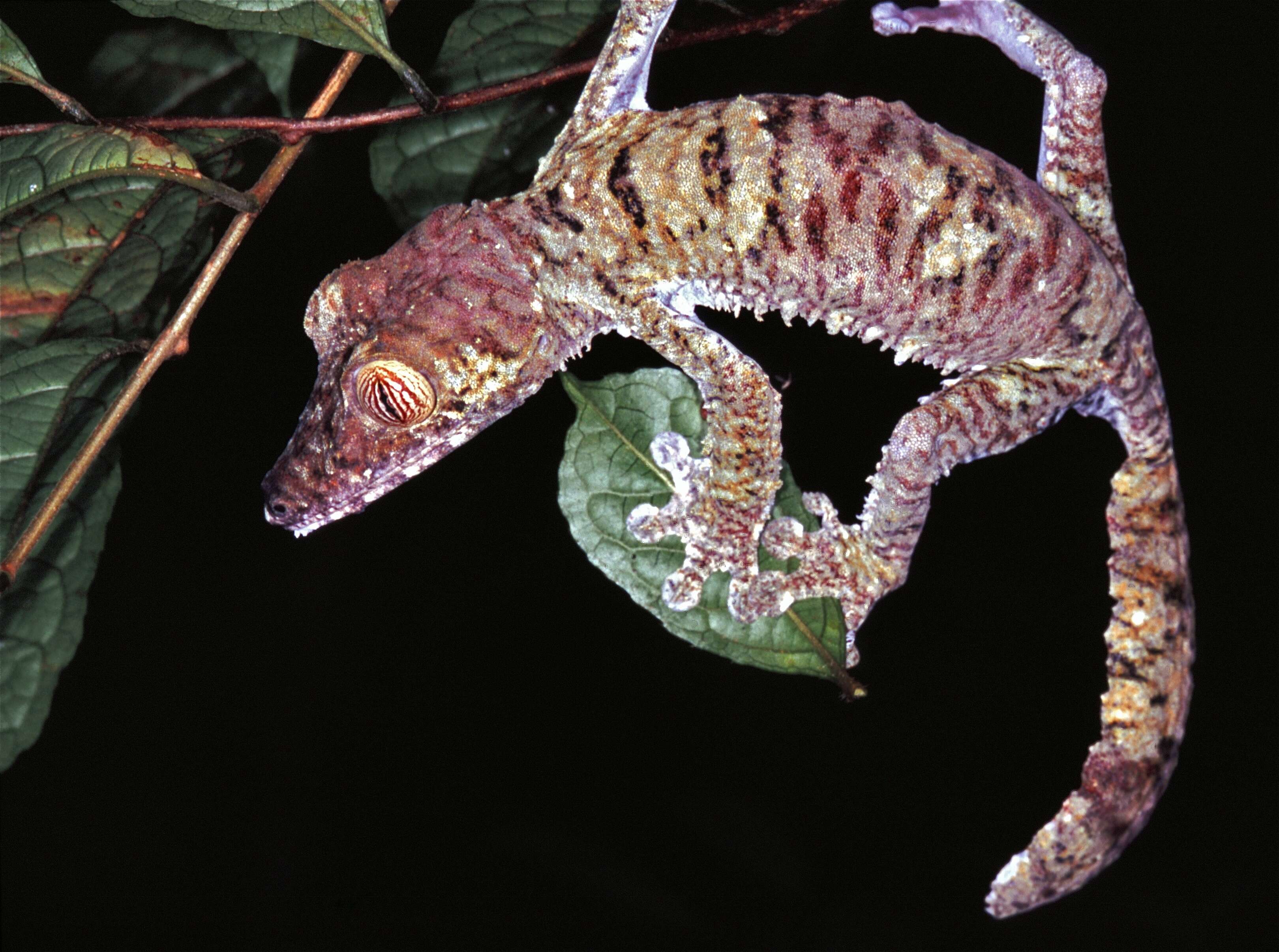 صورة Uroplatus fimbriatus (Schneider 1797)