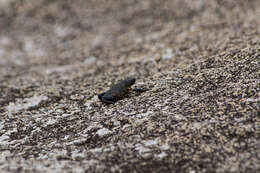 Image of Maldonada Redbelly Toad