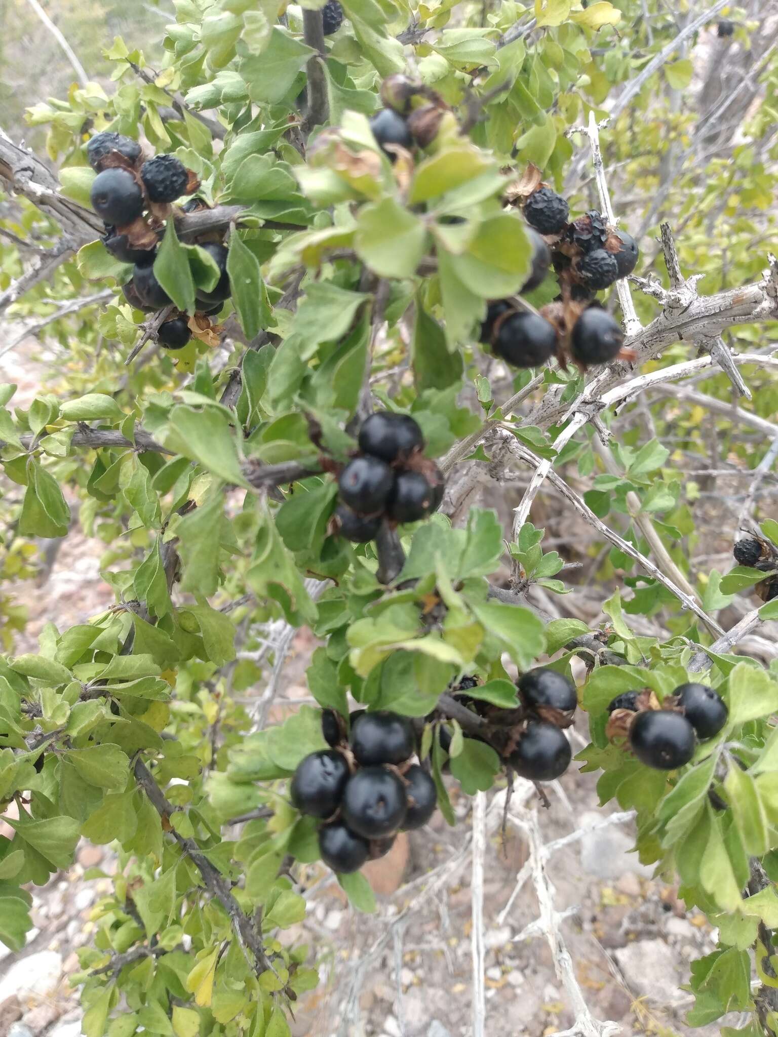 Image of Citharexylum flabellifolium S. Watson