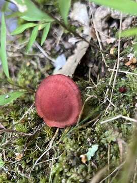 Cortinarius marylandensis (Ammirati) Ammirati, Niskanen & Liimat. 2013的圖片