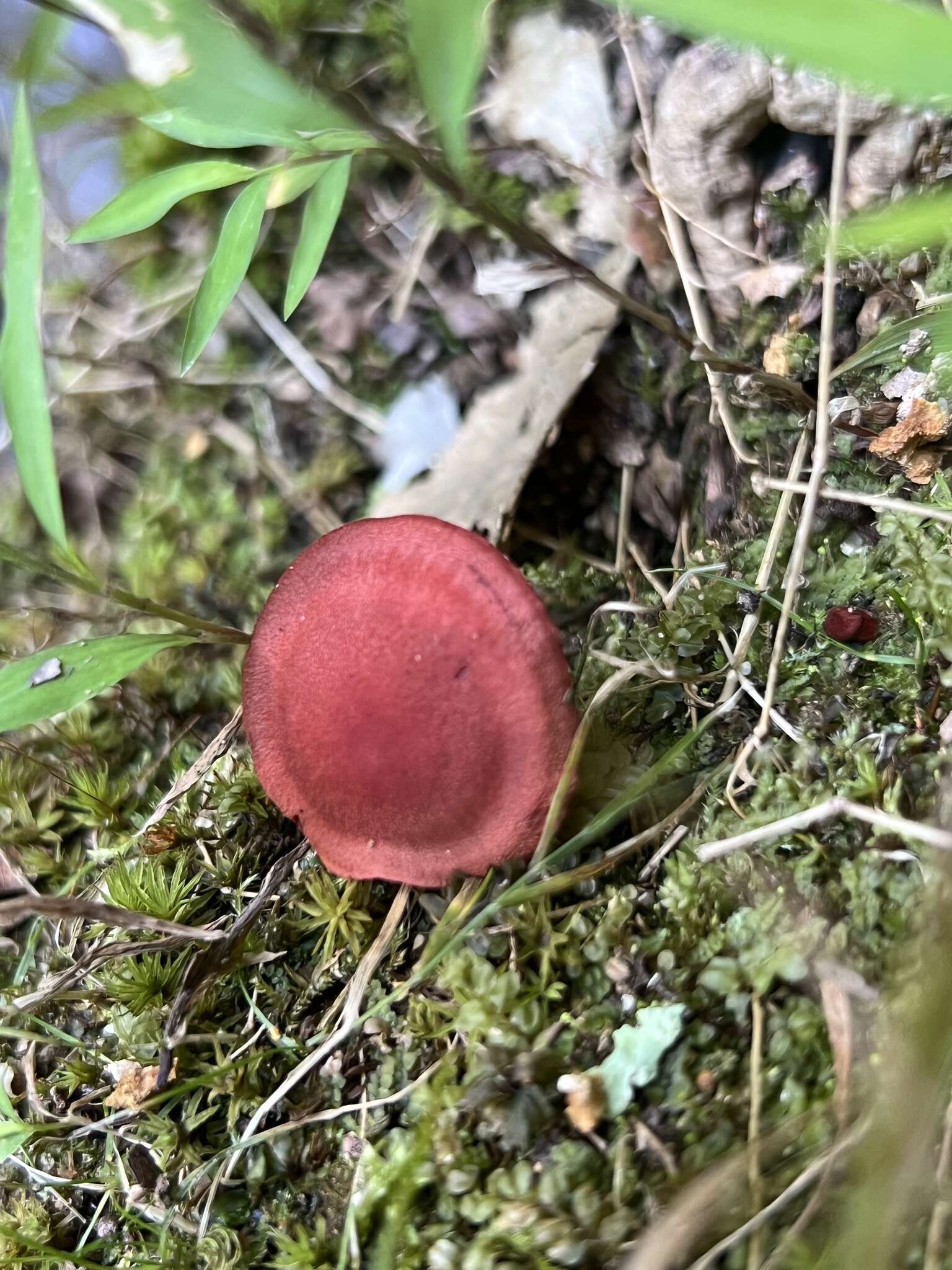 Cortinarius marylandensis (Ammirati) Ammirati, Niskanen & Liimat. 2013的圖片