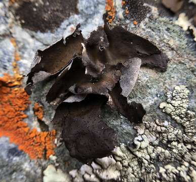 Image of Petaled rock tripe lichen