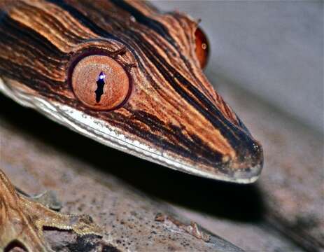 صورة Uroplatus lineatus (Duméril & Bibron 1836)