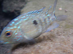 Image of Lowland cichlid