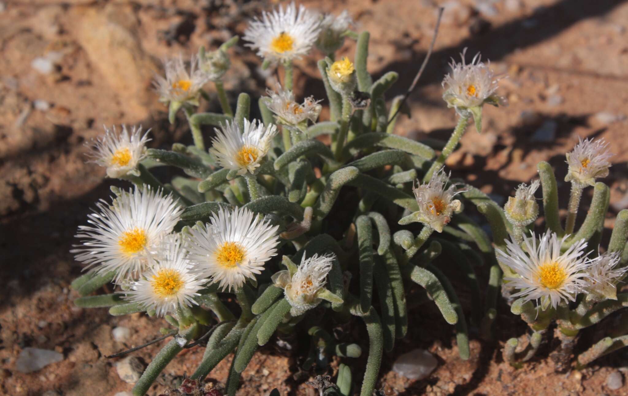 Monilaria moniliformis (Thunb.) Ihlenf. & Joergens. resmi