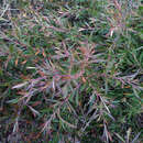 Sivun Leptospermum morrisonii J. Thompson kuva