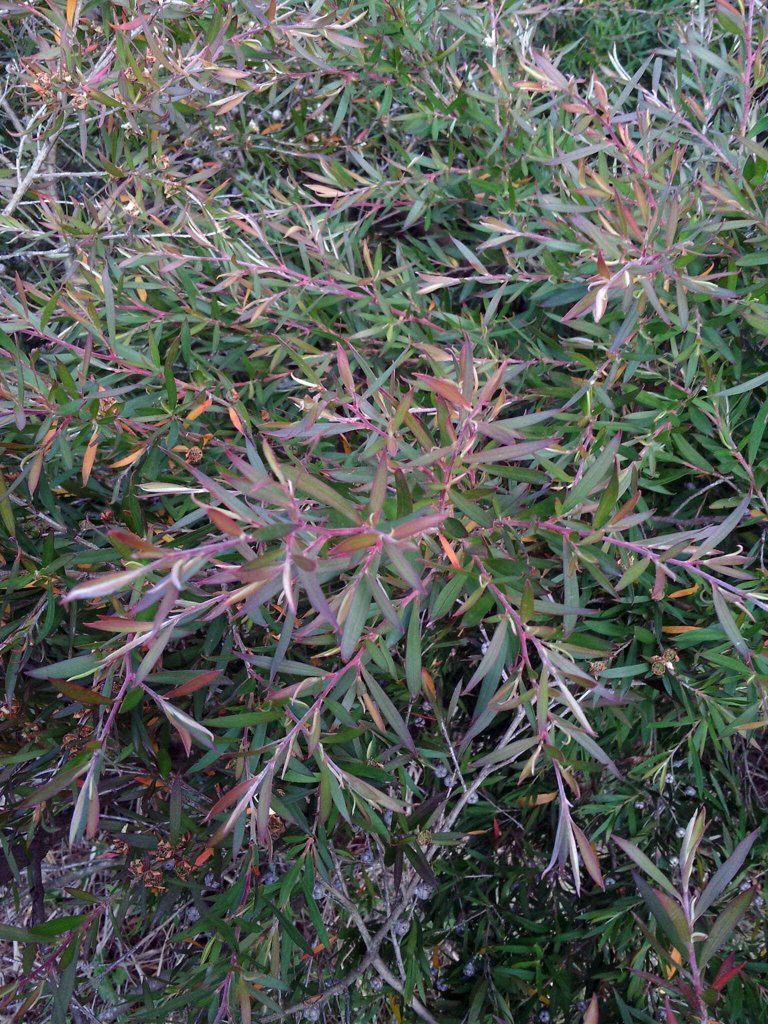 Sivun Leptospermum morrisonii J. Thompson kuva