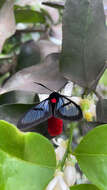 Image of Aethria haemorrhoidalis Stoll 1790