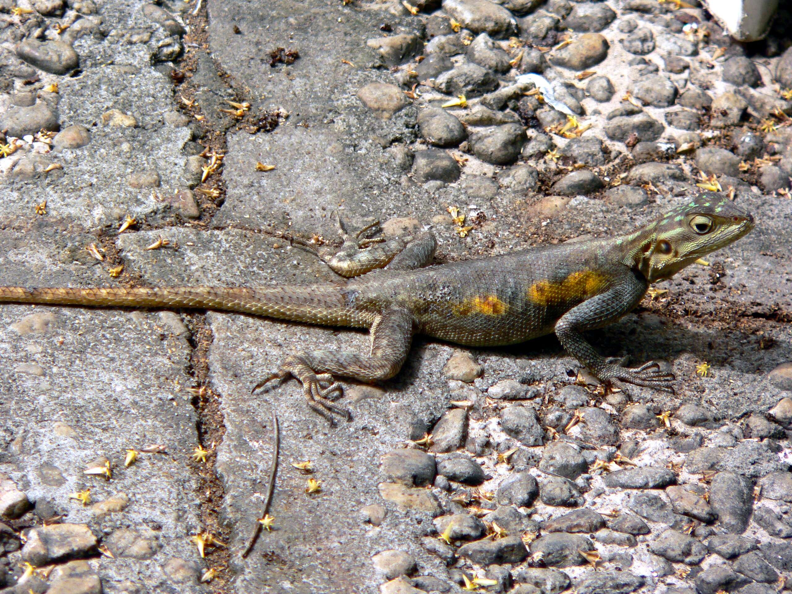 Sivun Agama agama (Linnaeus 1758) kuva