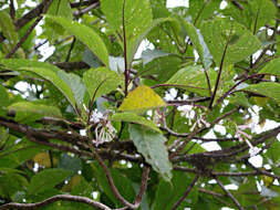 Plancia ëd Guettarda crispiflora subsp. poasana (Standl.) C. M. Taylor