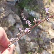 Image of Mesosphaerum collinum (Brandegee) Harley & J. F. B. Pastore