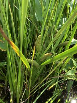 Imagem de Acorus calamus var. americanus Raf.