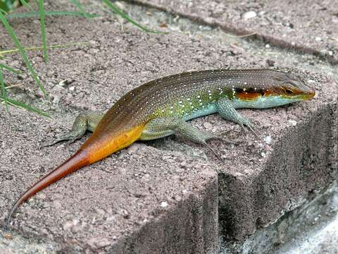 Image of Five-lined Skink