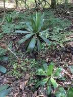 Image of Chamula agave