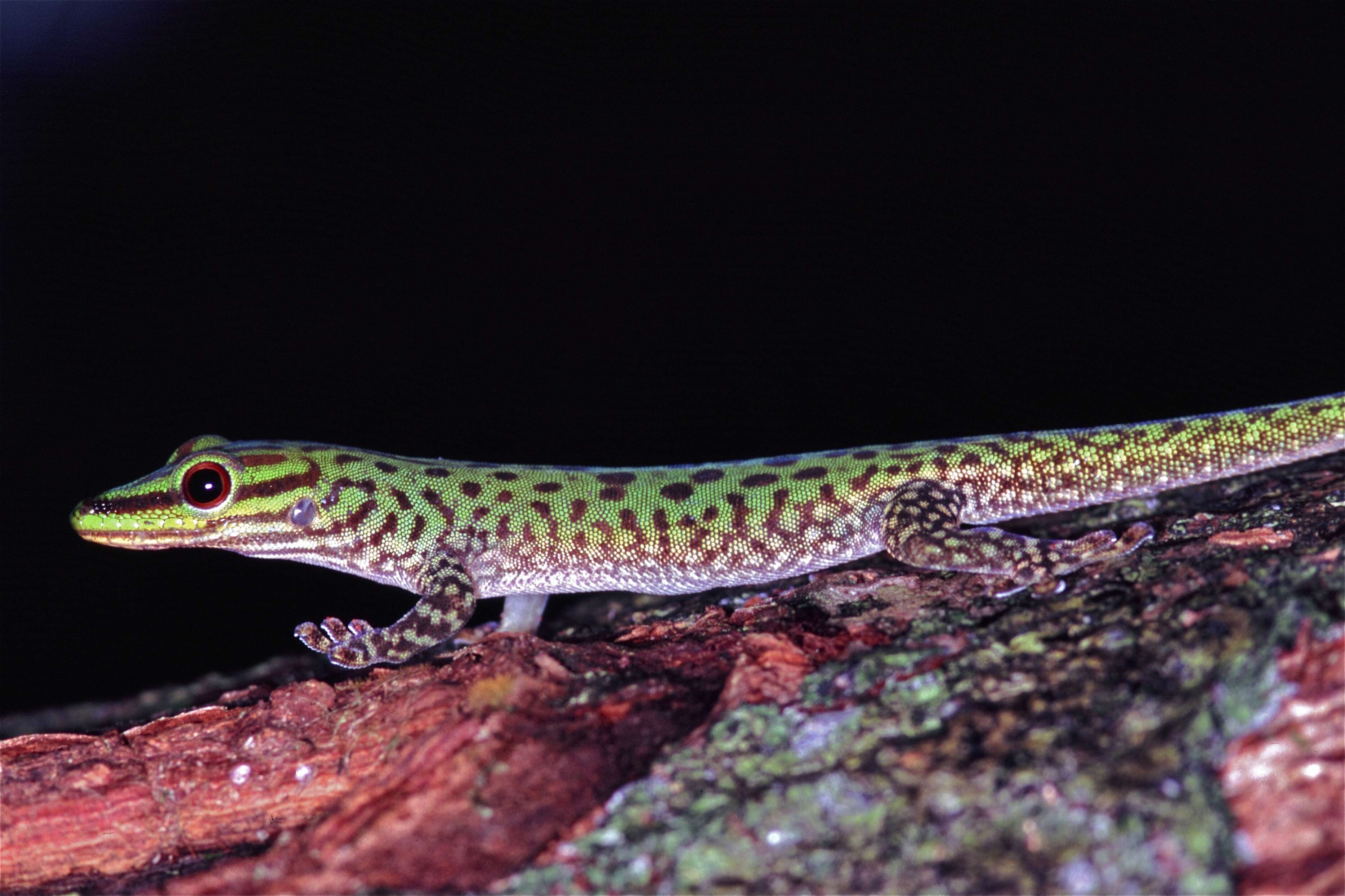 Phelsuma guttata Kaudern 1922 resmi