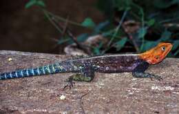 Image of Common agama