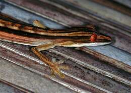 Image of Lined Flat-tail Gecko