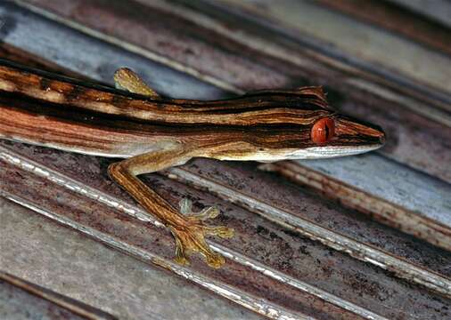 صورة Uroplatus lineatus (Duméril & Bibron 1836)