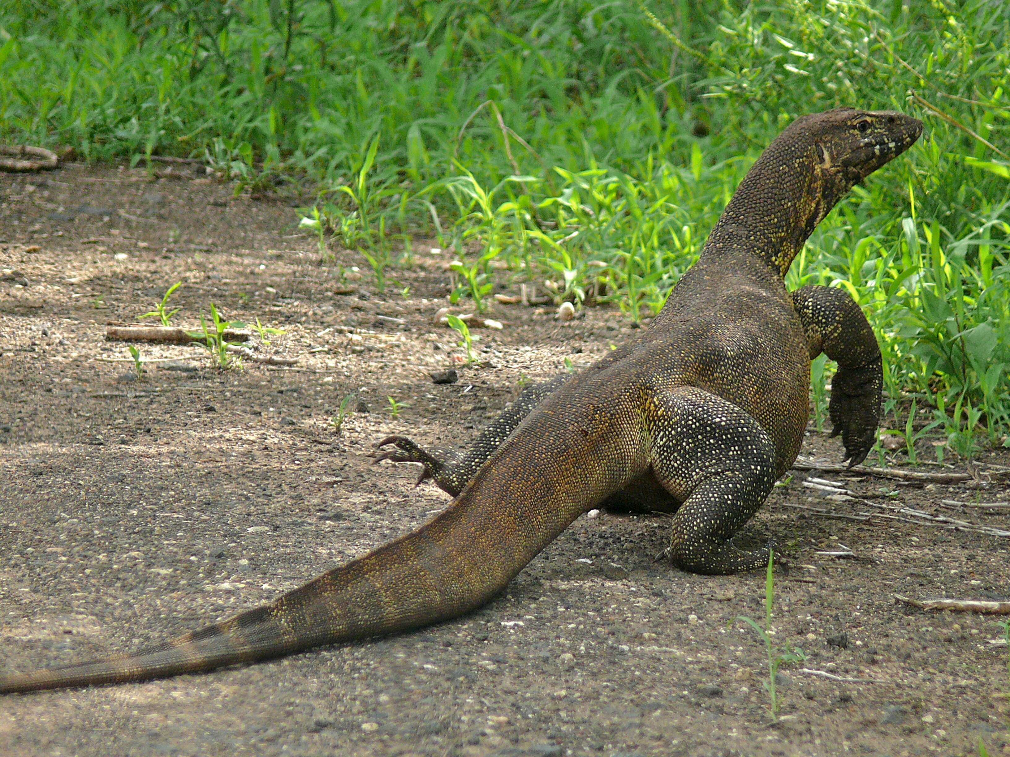 Image of Varanus niloticus