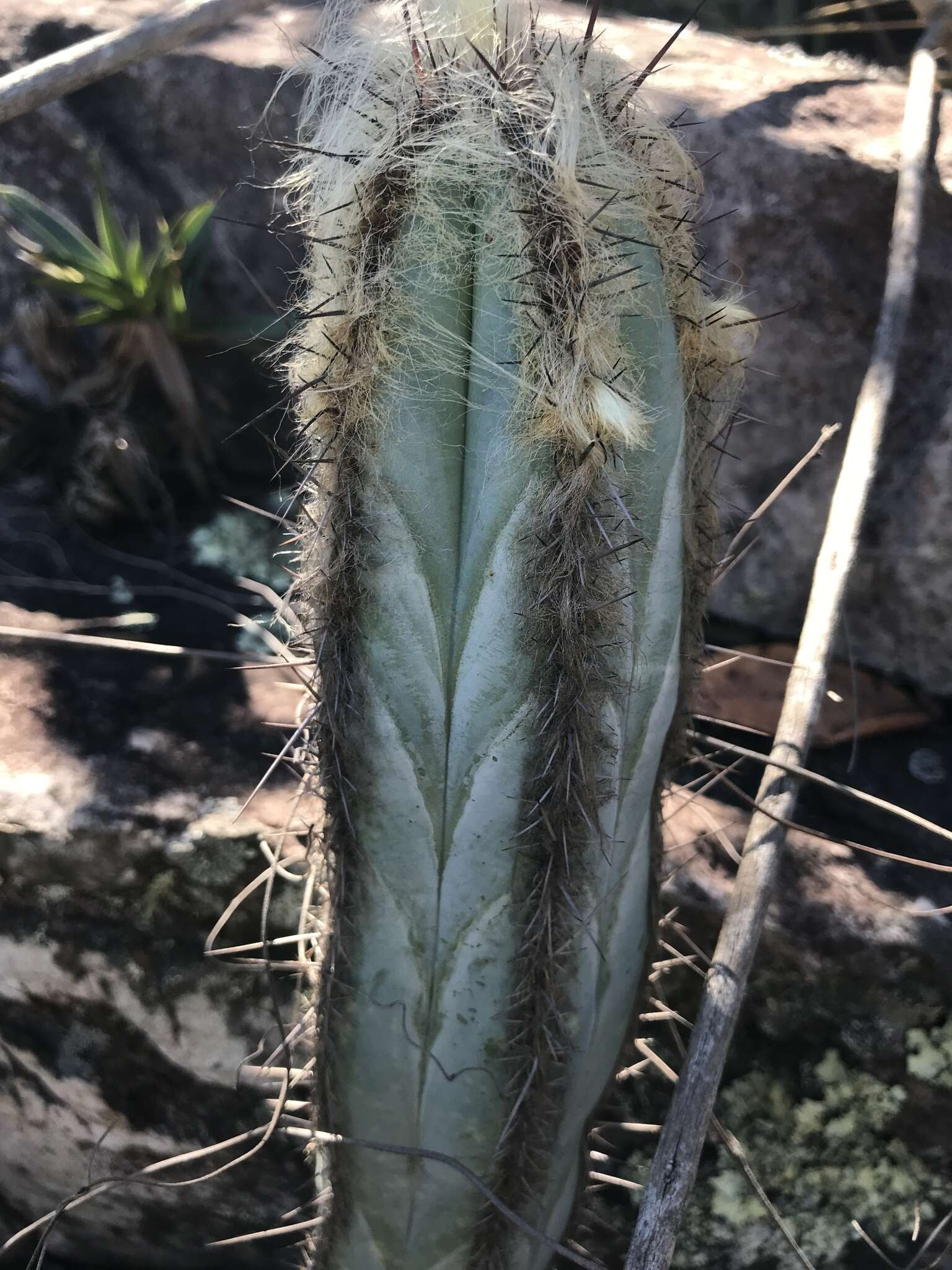 Pilosocereus fulvilanatus (Buining & Brederoo) F. Ritter的圖片