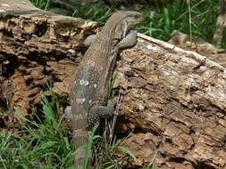 Image of White-throated monitor