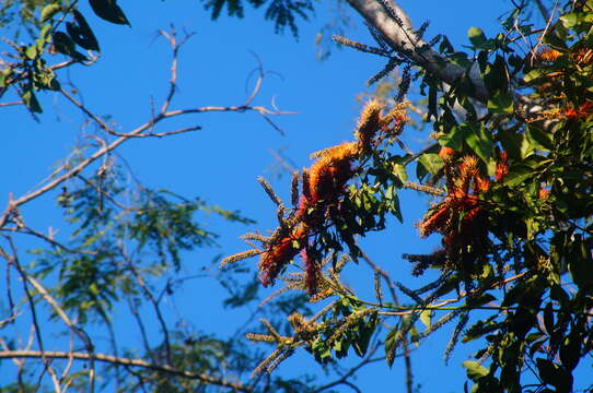 Imagem de Combretum farinosum Kunth