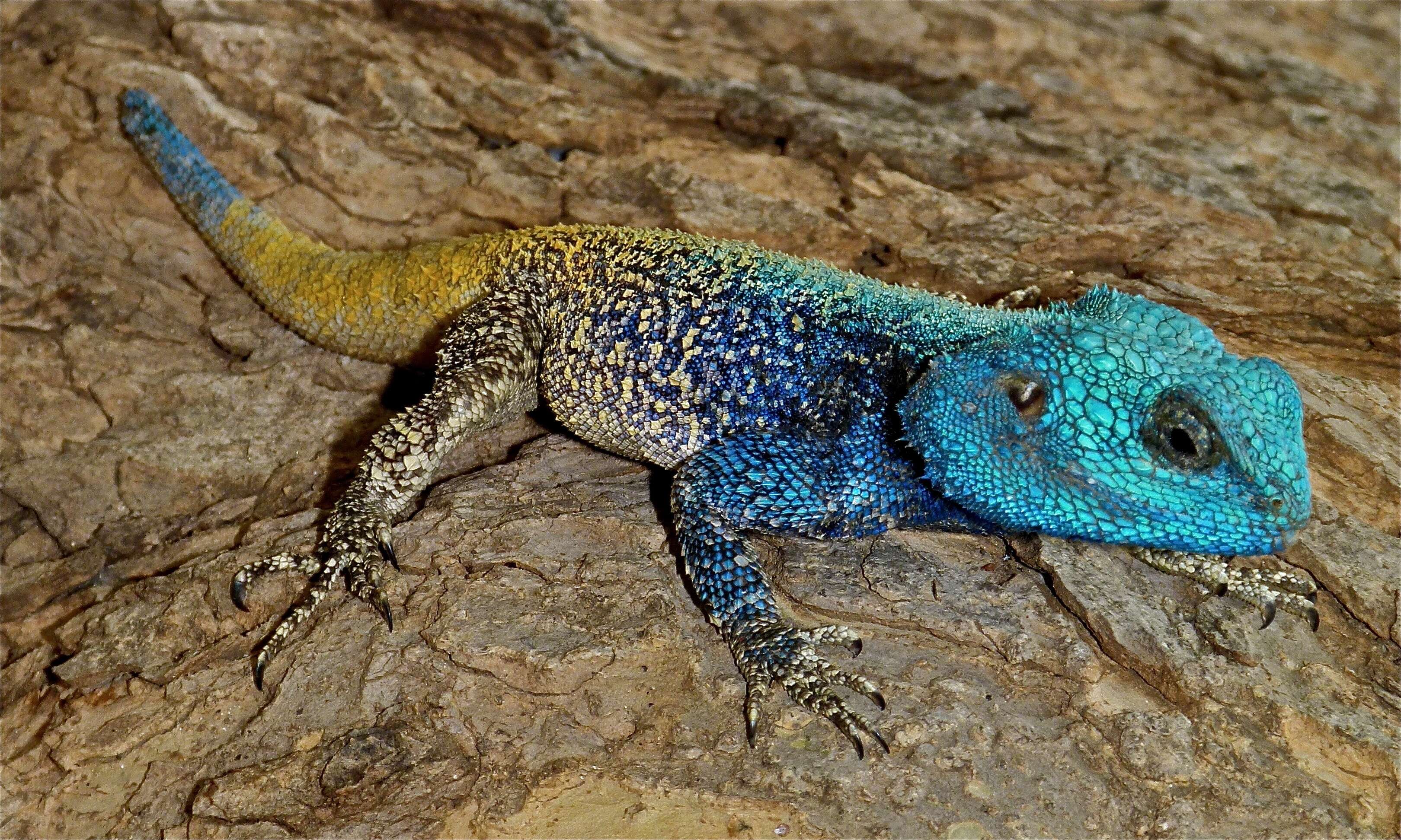 Image of Black-necked Agama