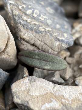 Image of Claytonia panamintensis Stoughton