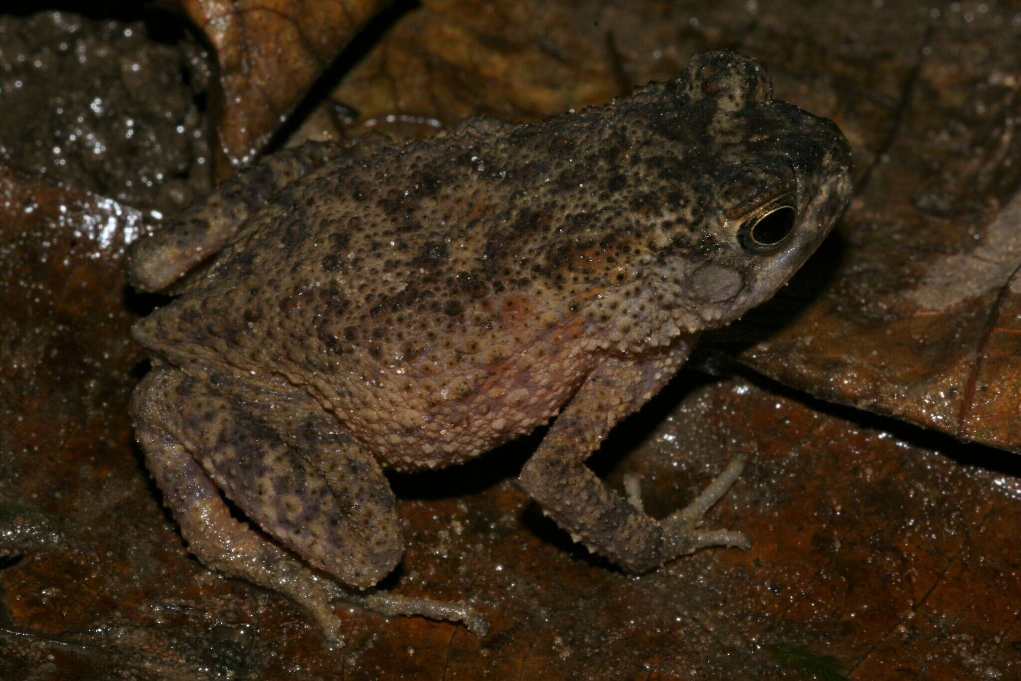 Image of Sclerophrys gracilipes (Boulenger 1899)