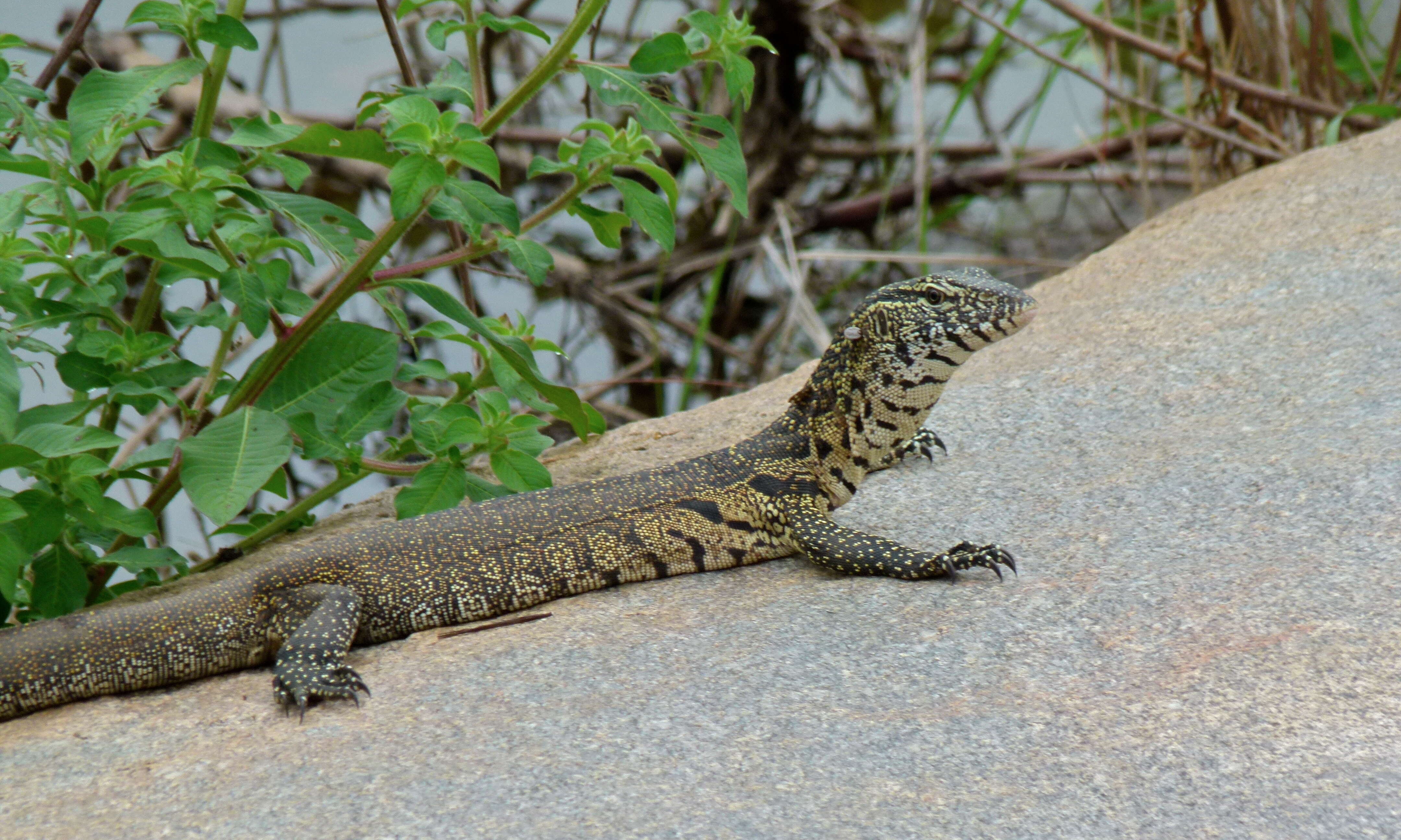 Image of Varanus niloticus