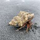 Image of swollen hermit crab