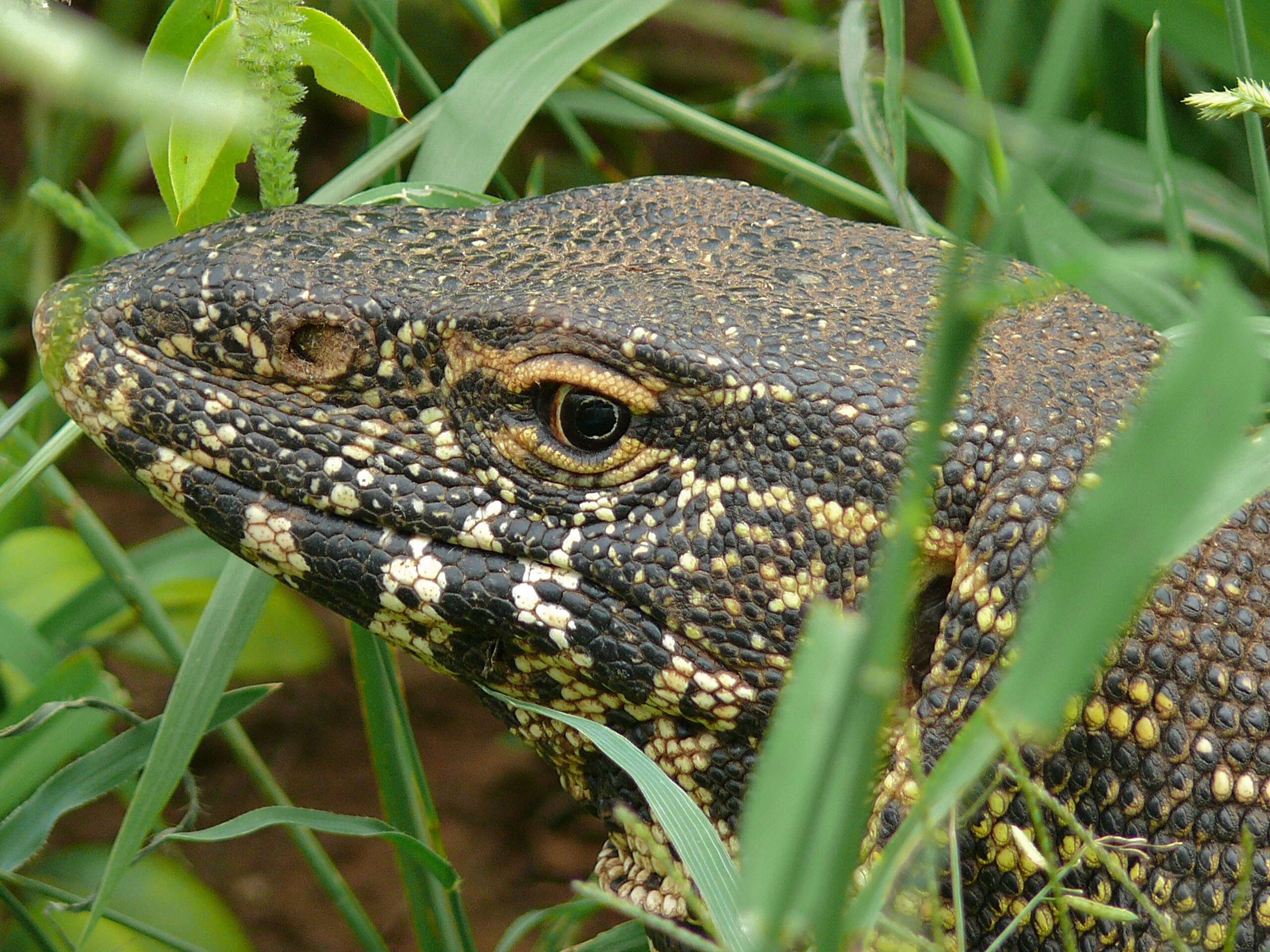 Image of Varanus niloticus