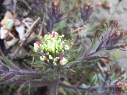 Image of wideleaf Indian paintbrush