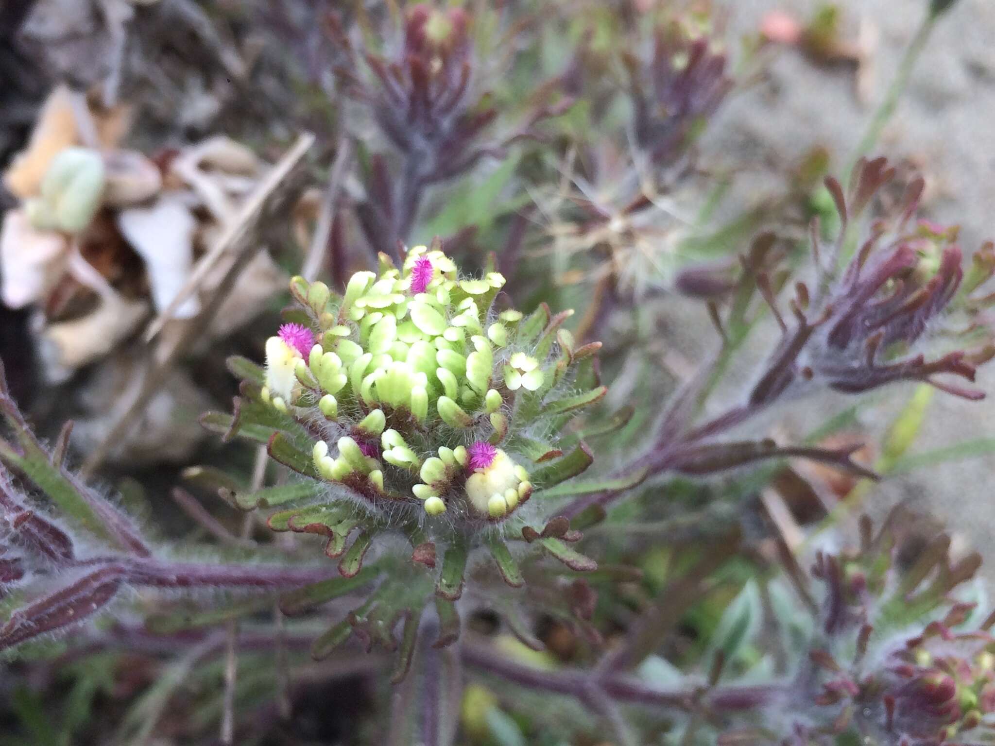 Image of wideleaf Indian paintbrush