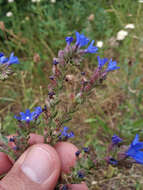 Image of Anchusa procera Bess. ex Link