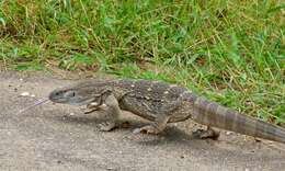 Image of White-throated monitor