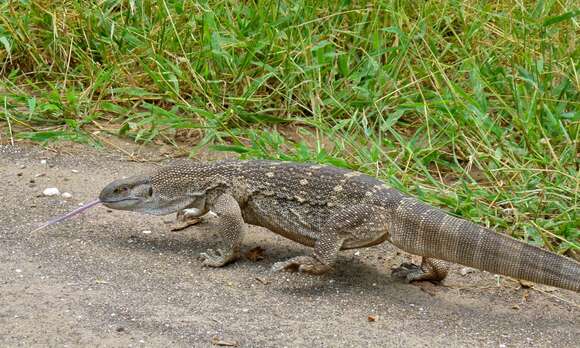 Image of White-throated monitor