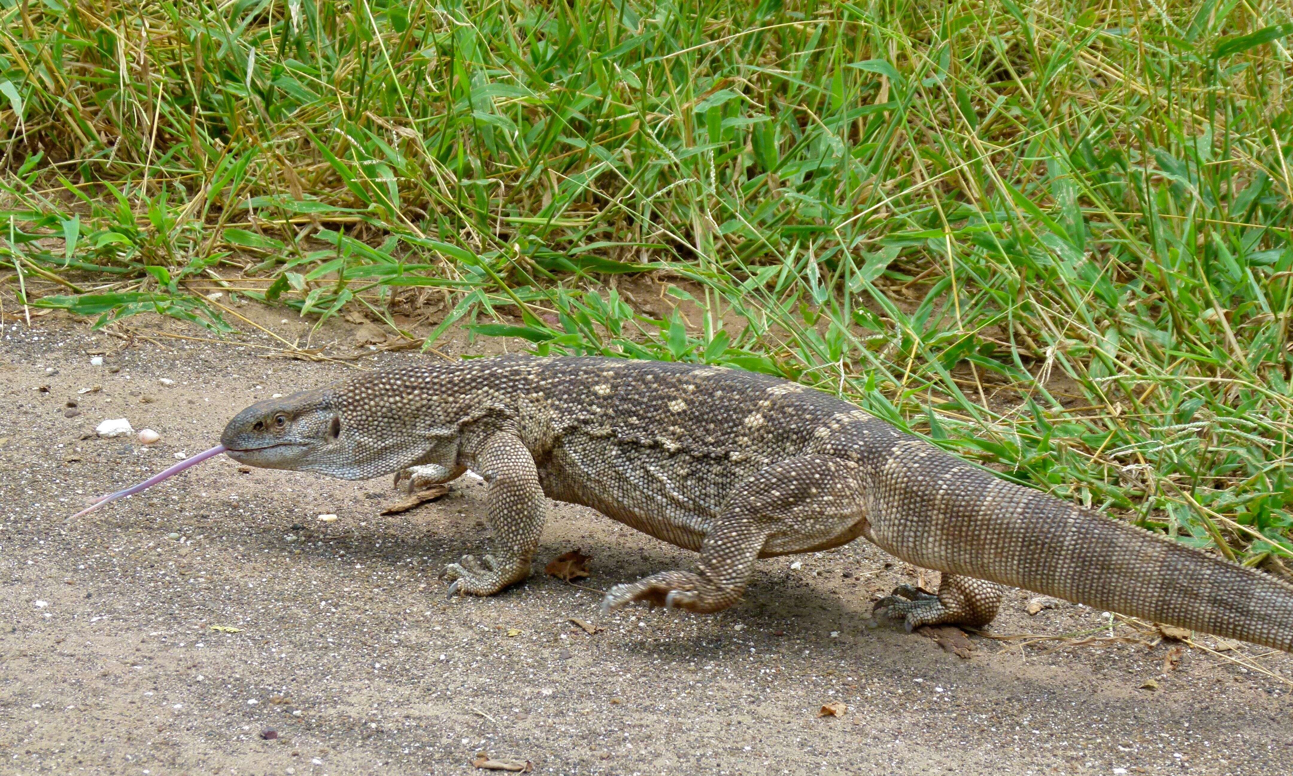 Imagem de Varanus albigularis Daudin 1802