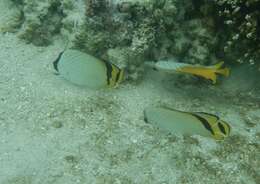 Image of Butterfly fish