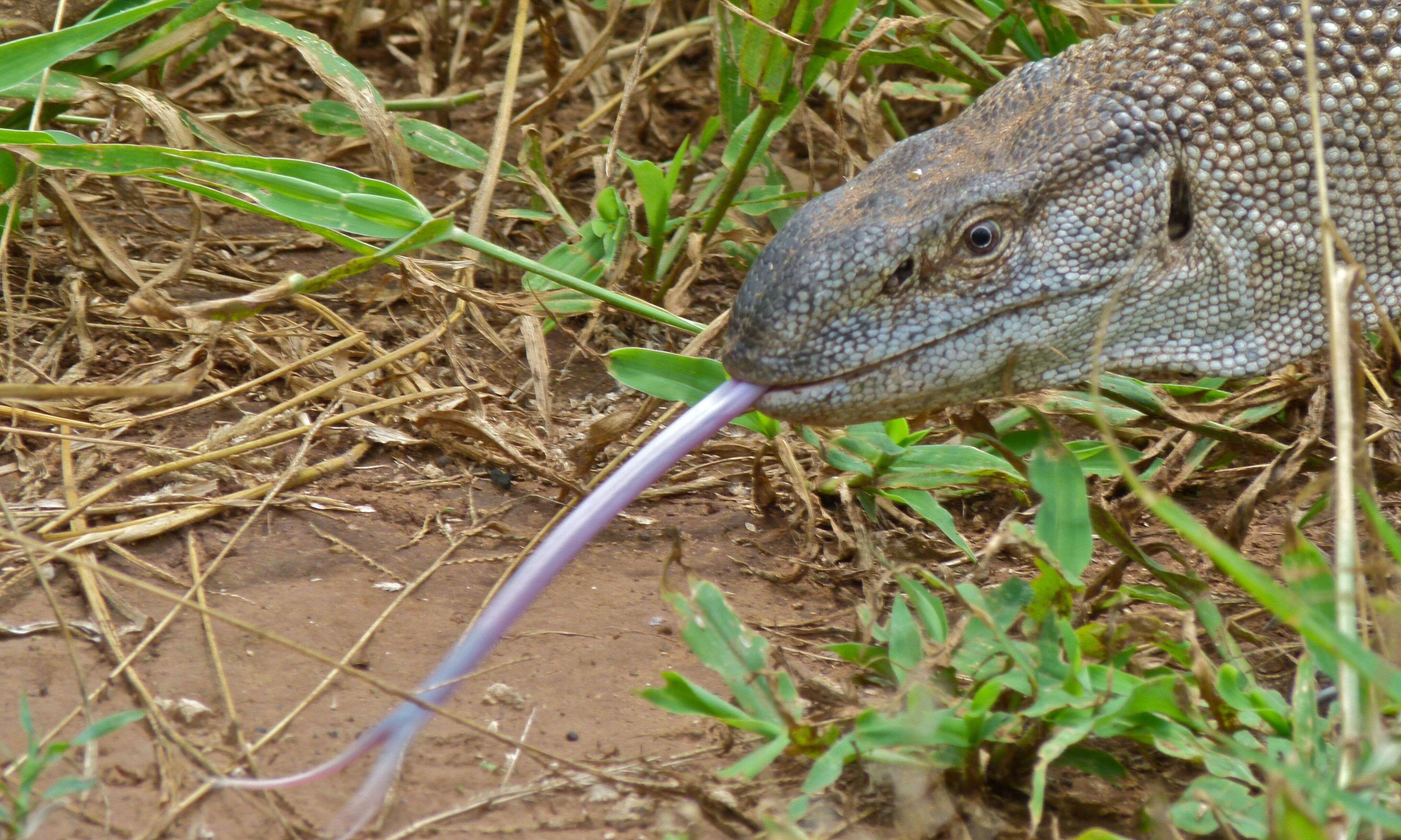 Image of White-throated monitor