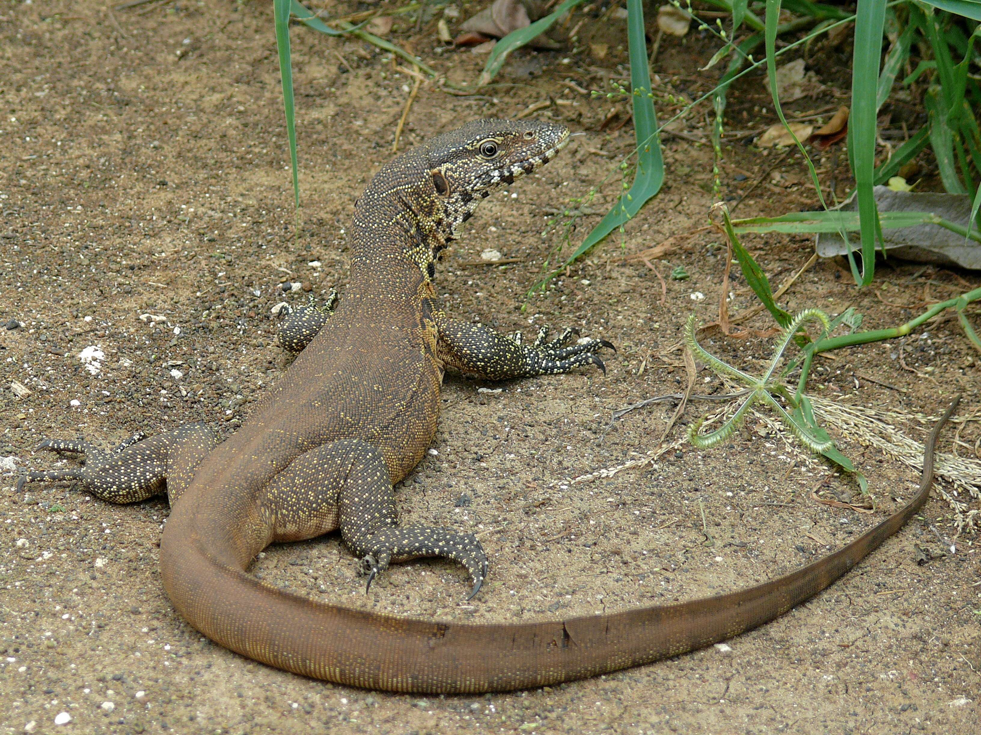 Image of Varanus niloticus