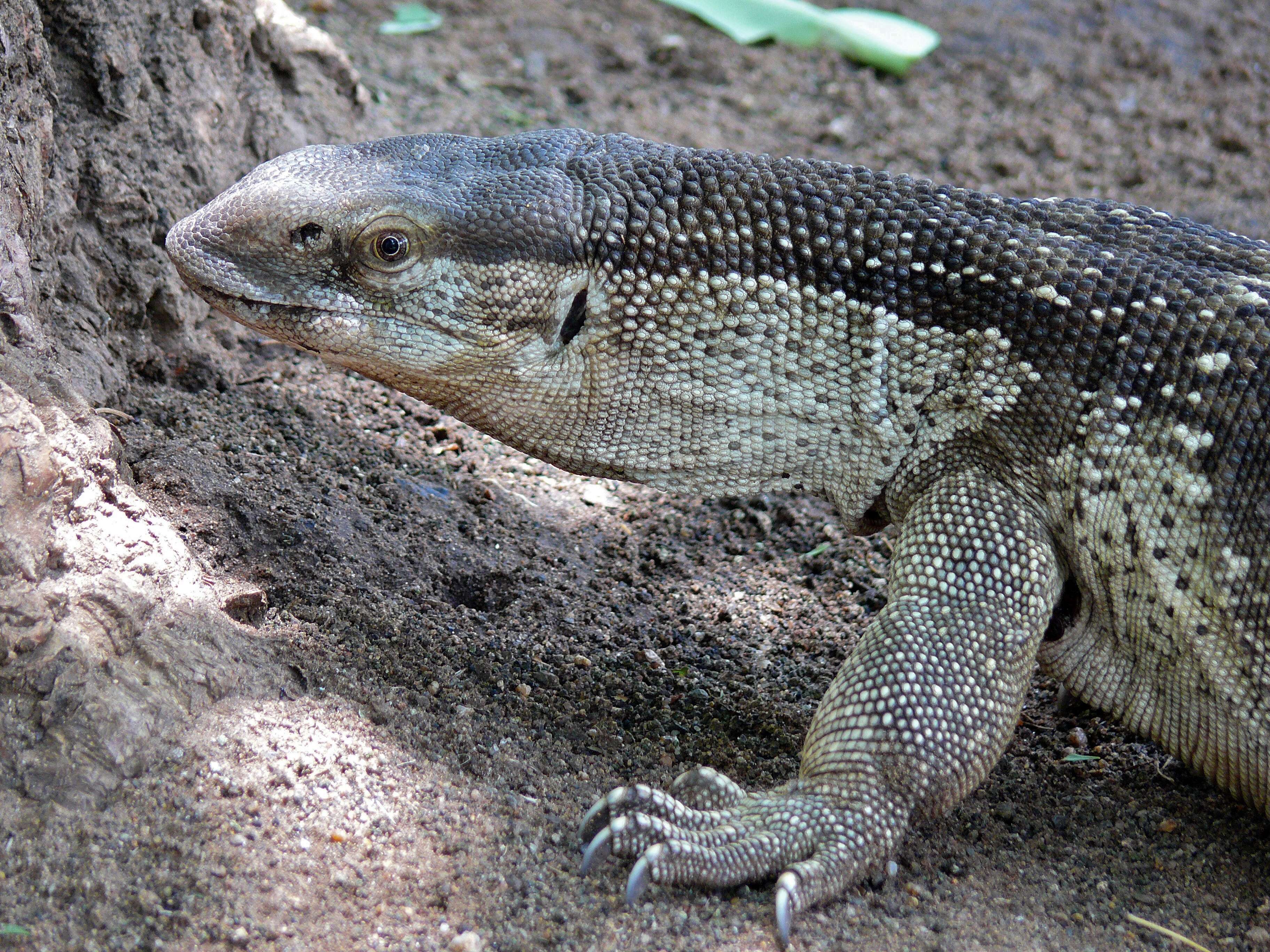 Image of White-throated monitor