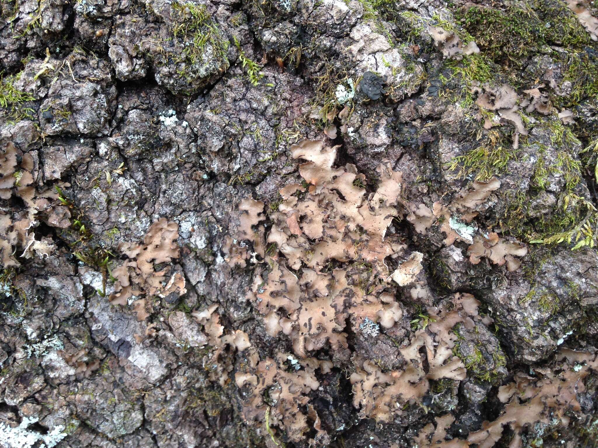 Image of Beauvois' spotted felt lichen