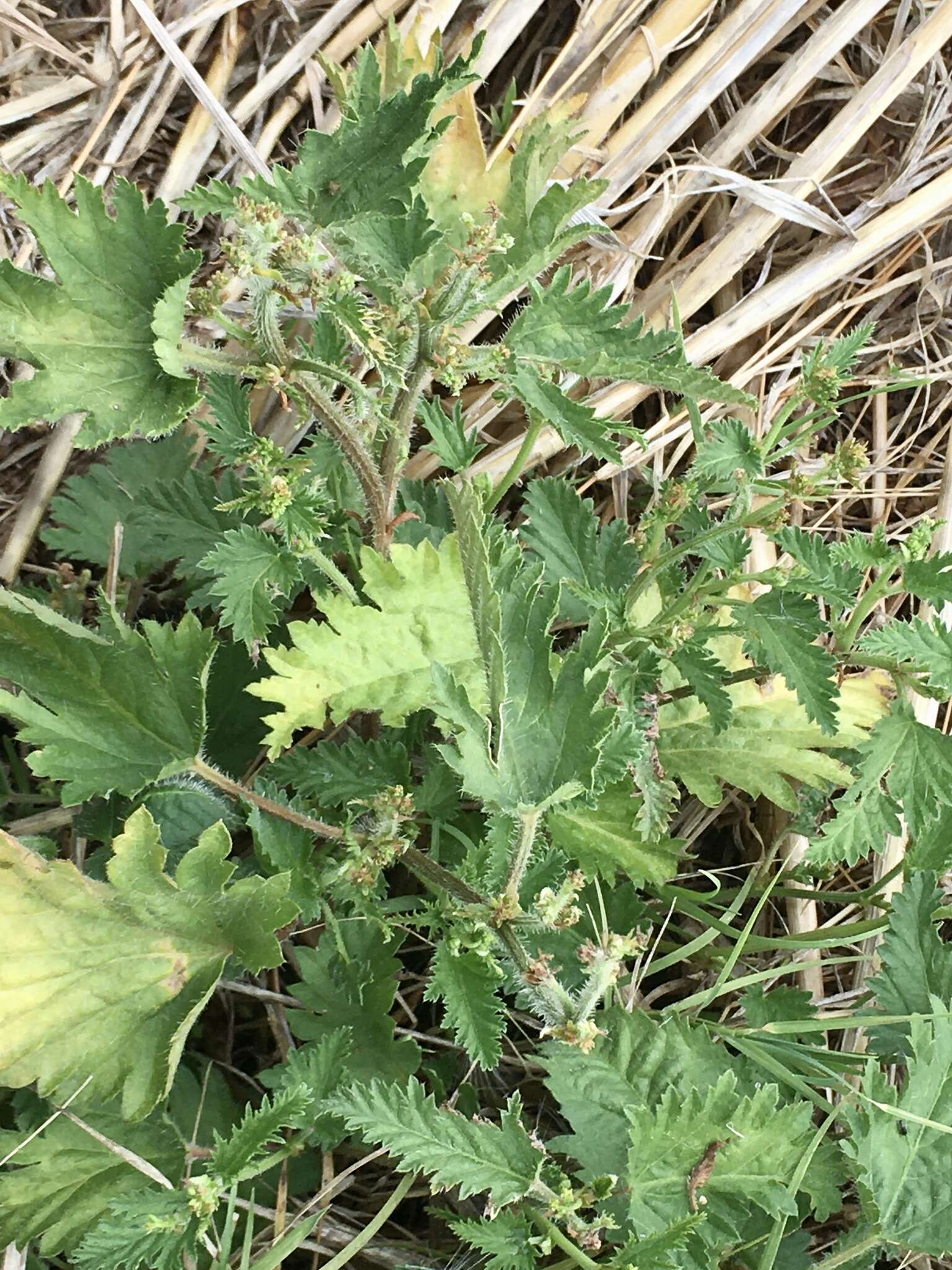 Image of Tragia geraniifolia Klotzsch ex Müll. Arg.