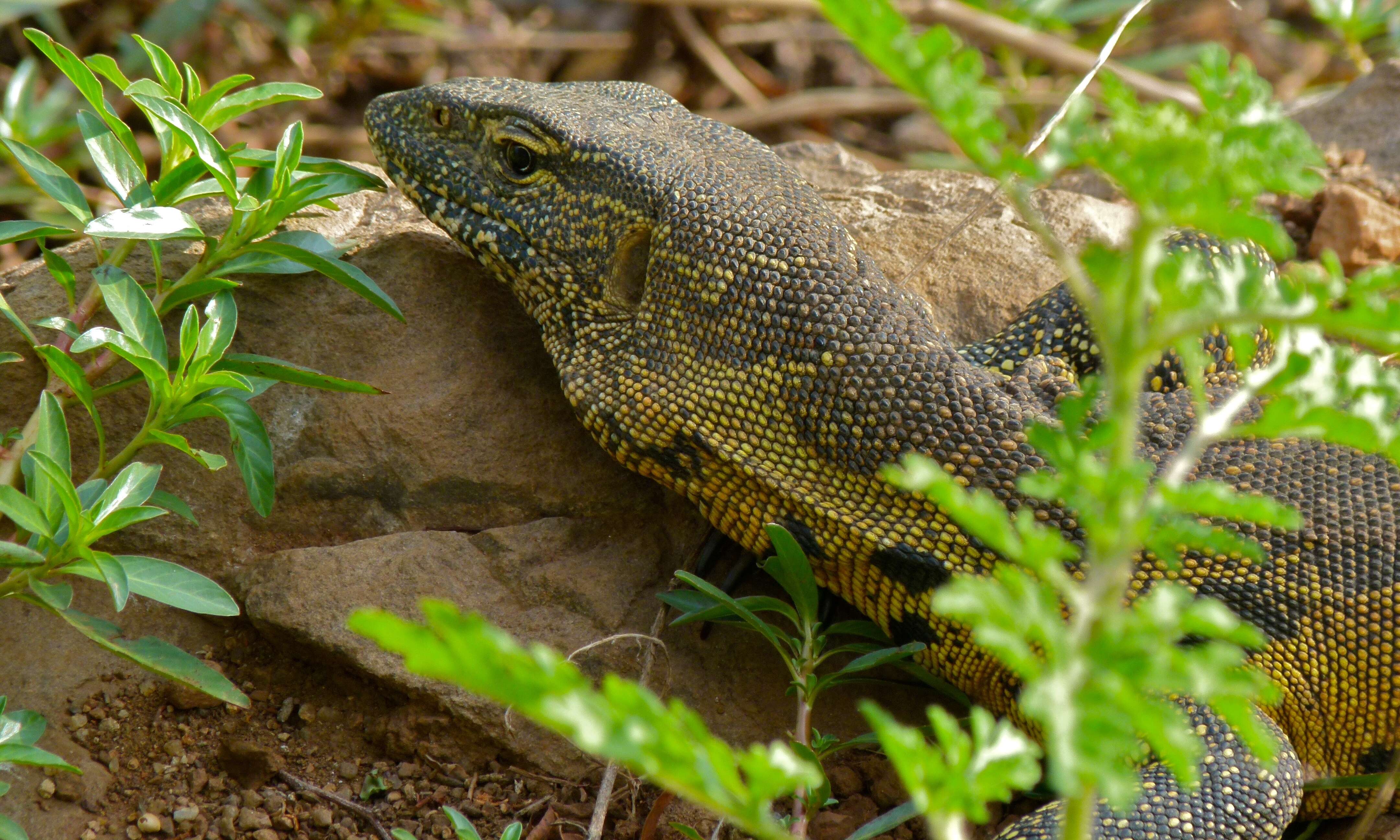 Image of Varanus niloticus