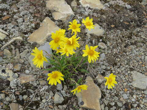 Image of narrowleaf arnica